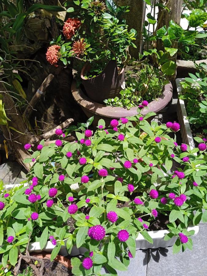 Homestay Anbang Morning Glory 안방비치 숙소호텔 Hoi An